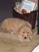 Bailey005