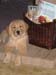 Bailey006