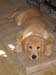 Bailey010
