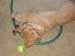 Bailey017