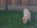 Bailey018