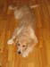 Bailey019